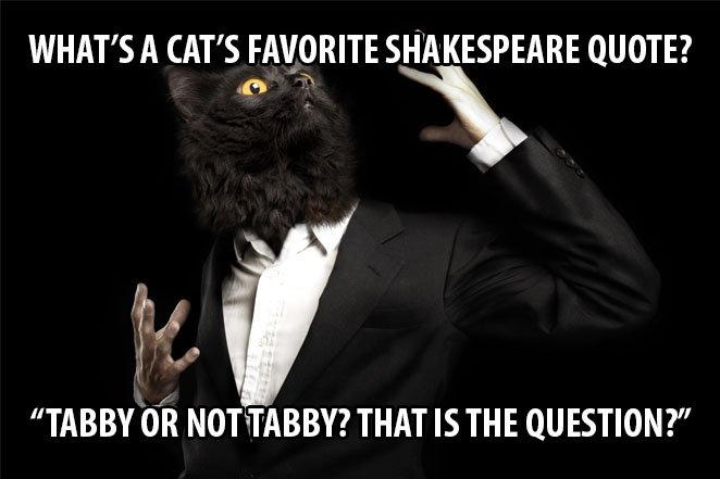Top 25 Cat Puns And The History Of Cat Jokes On The Internet 12