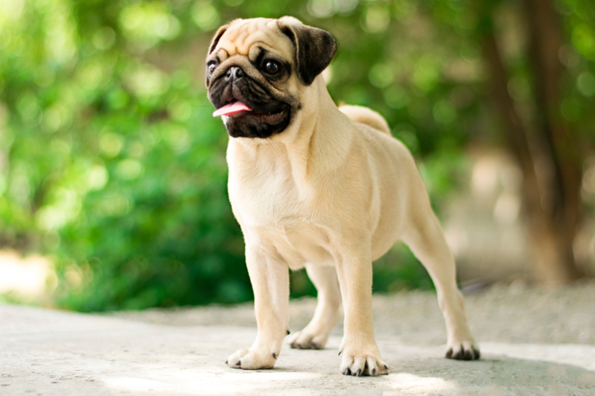 Top 25 Cutest Dog Breeds You'll Fall In Love With 5