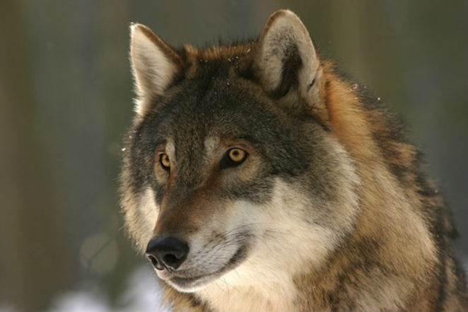 wolfpic