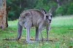 kangaroopic