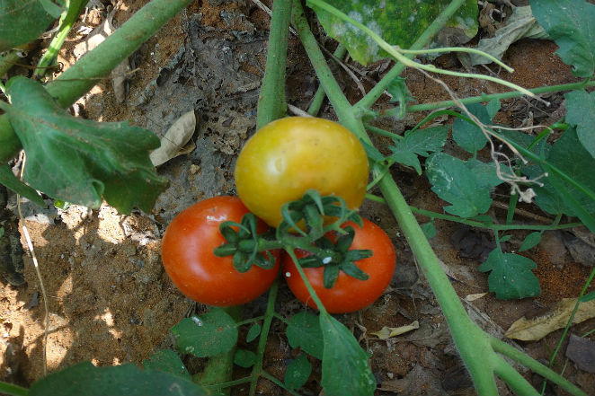 tomatoepic