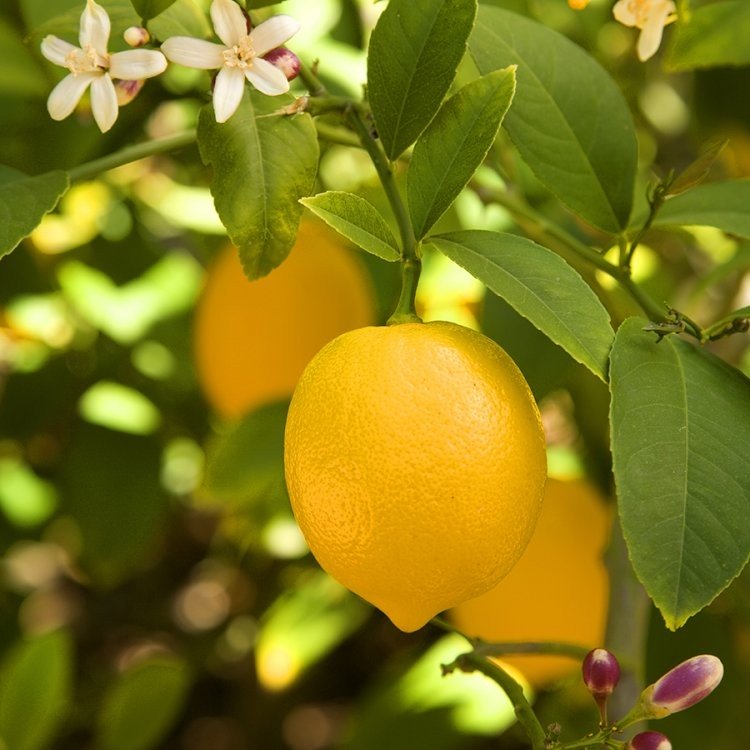 Myer-Lemon-Tree