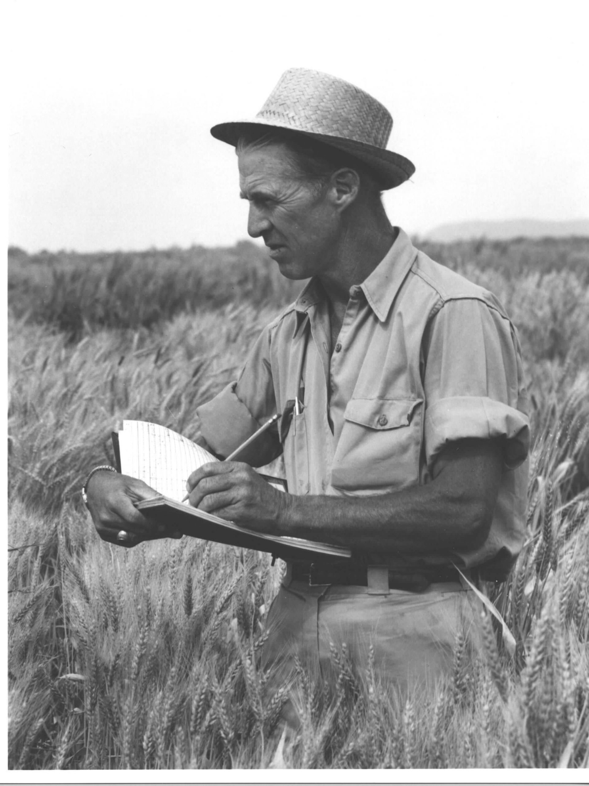 borlaug-wheat-tif