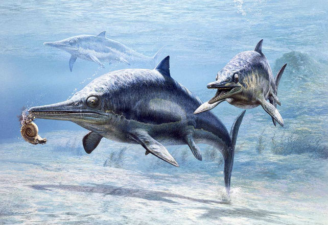 c0354182-ichthyosaur_preying_on_an_ammonite_illustration-spl-2