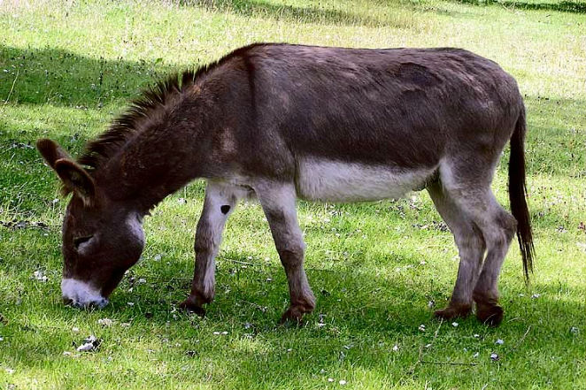 donkeypic