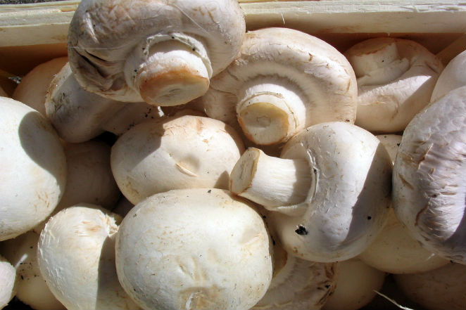 mushroompic