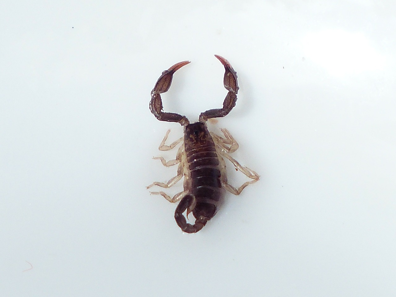 11 scorpion