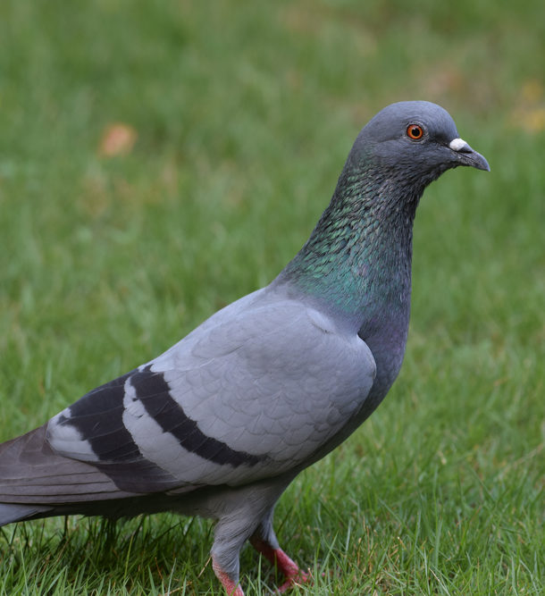 Rock Pigeon side view
