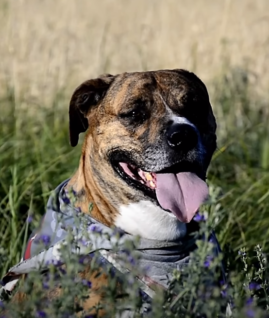 A dog sitting in a grass field