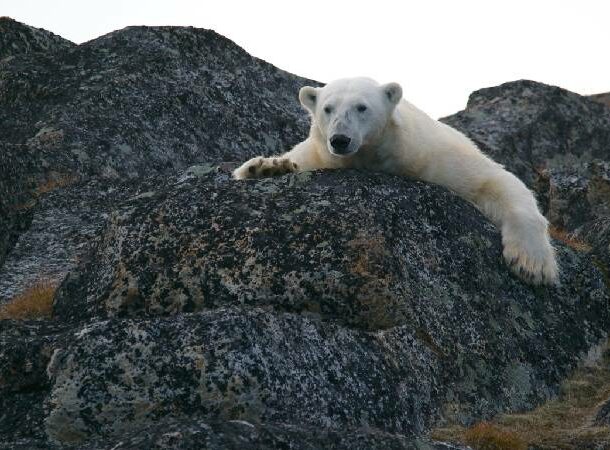 Polar bears hunt humans