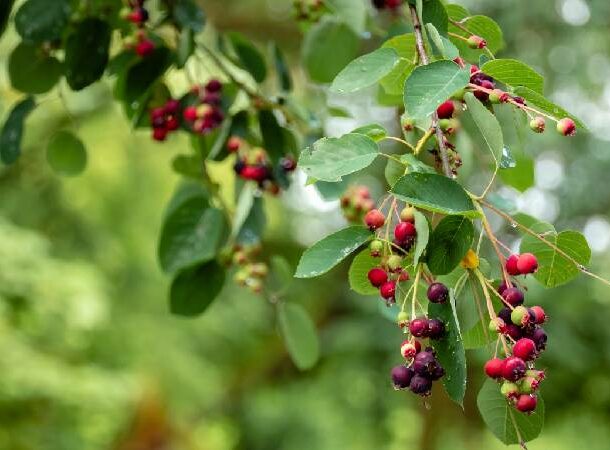 Elderberries (Sambucus spp.)