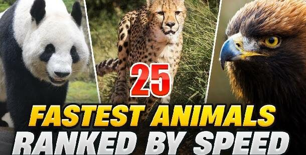 Fastest animal