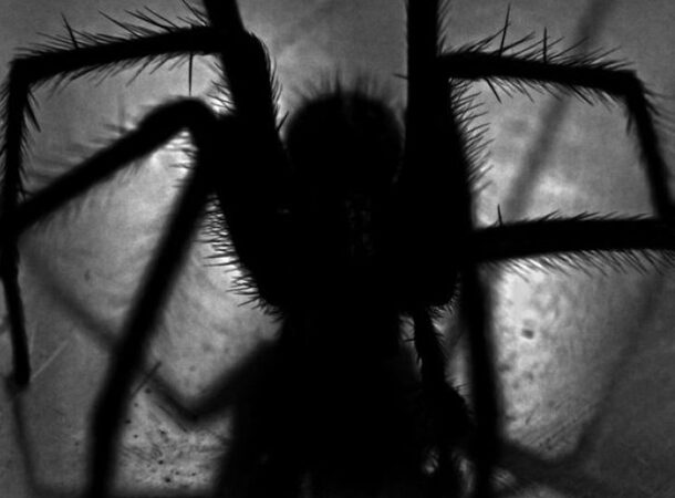 The spiders and the urine