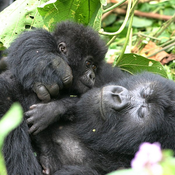 600px-Female_and_baby_gorilla,_Volcanoes_National_Park,_Rwanda_(35825126683)
