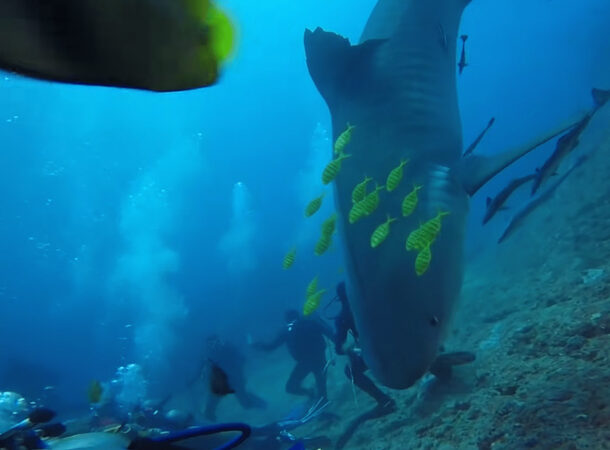 Diver Gets Attacked by Tiger Shark
