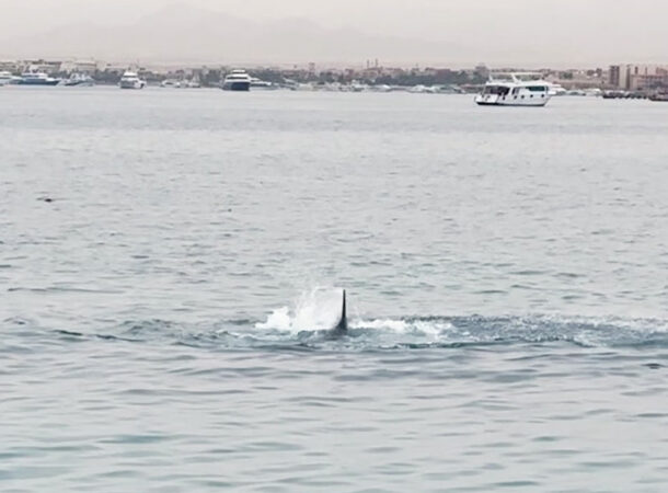 Recent Fatal Shark Attack in Egypt's Red Sea