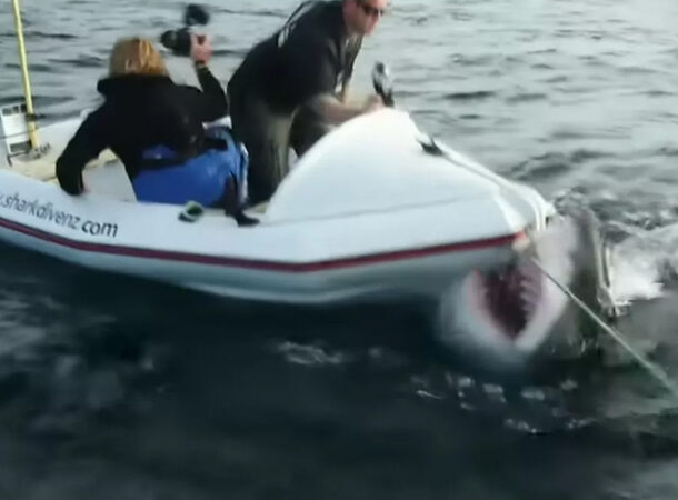 Shark Attacks Boat of the Discovery Crew
