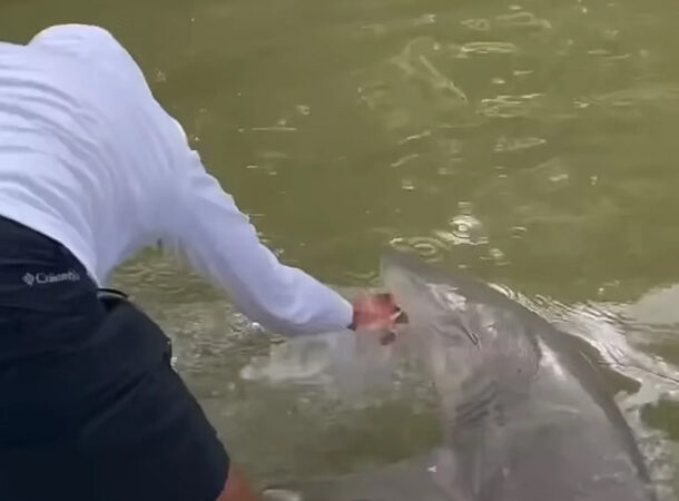 Shark Grabs Angler's Hand in Everglades