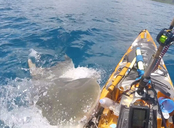 Tiger shark attacks kayak fisherman off Oahu
