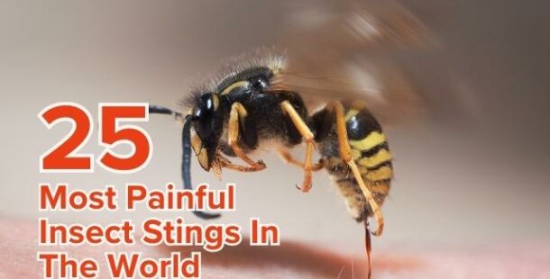 25 most painful insect stings in the world