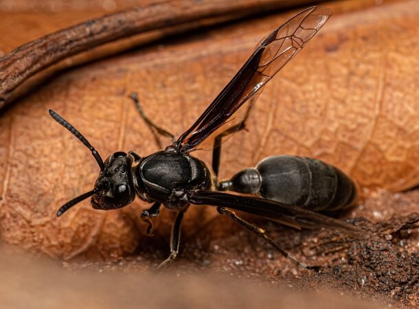Black Polybia Wasp