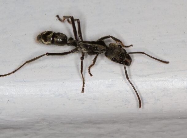 Hairy Panther Ant