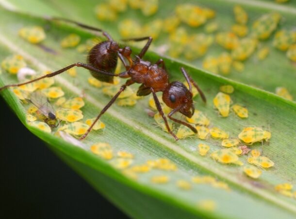 Harvester Ant