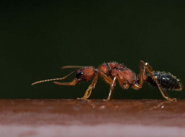 Indian Jumping Ant