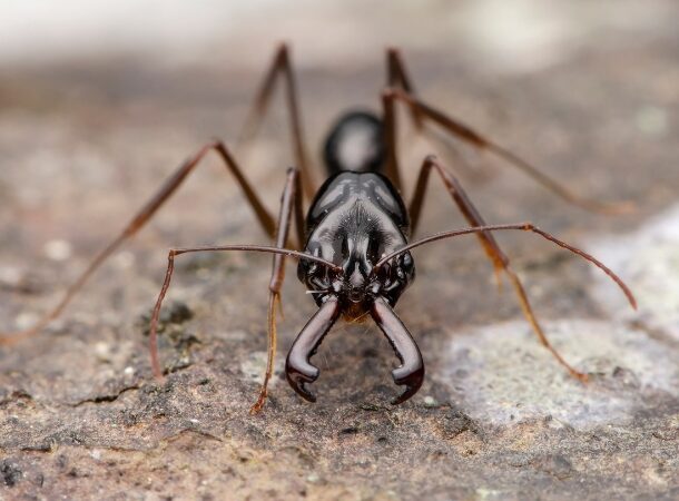 Trap Jaw Ant