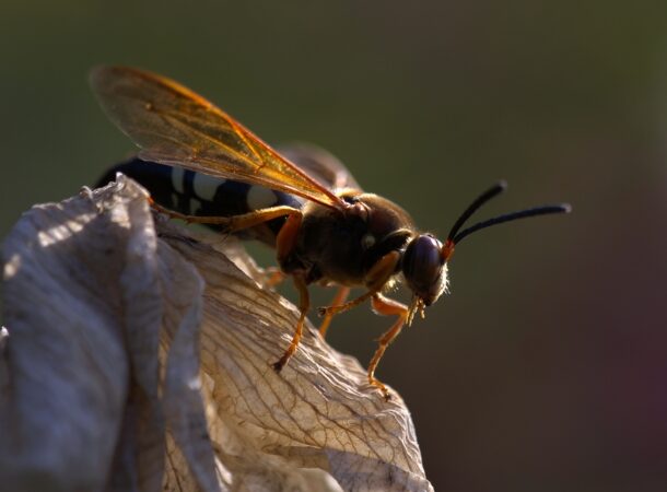 Western Cicada Killer