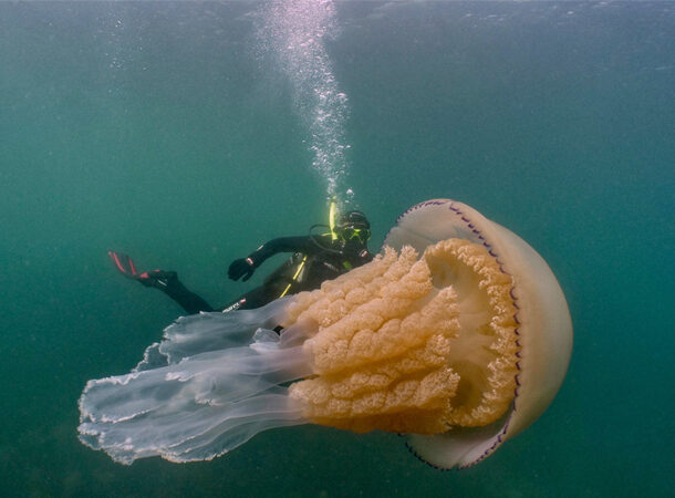giant jellyfish