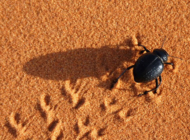 insects vs sand