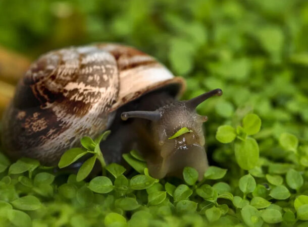 snails have teeth