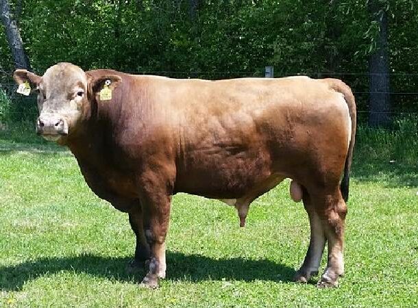 Cow-Bison Hybrid