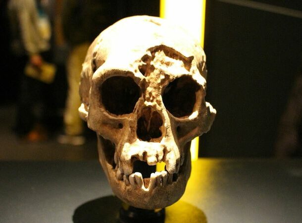 Homo floresiensis woman