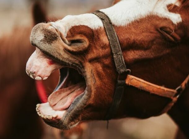 Horse mouth