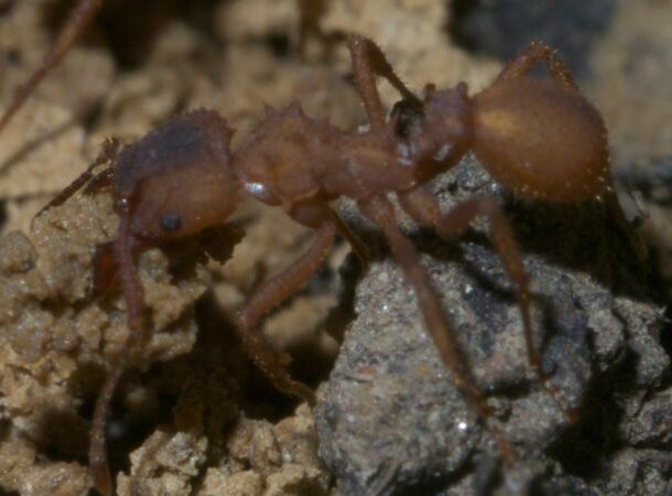 Fungus farming ants