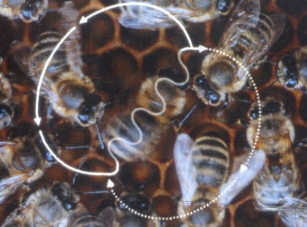 Honeybee Waggle Dance