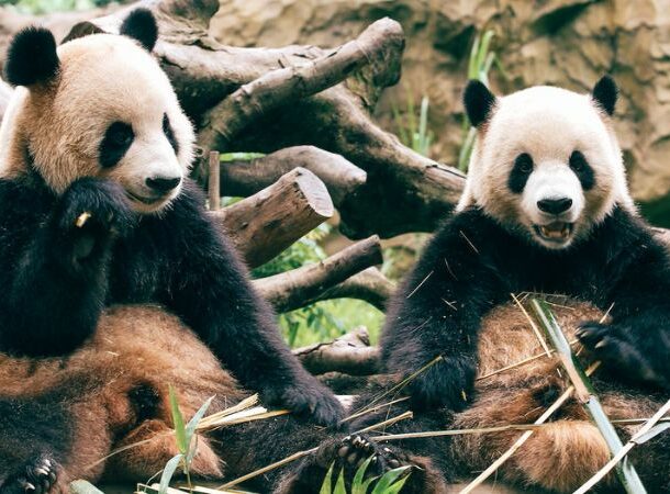 Pandas Eating bamboo
