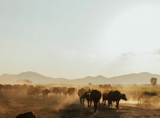 A Cattle Herd on a Field