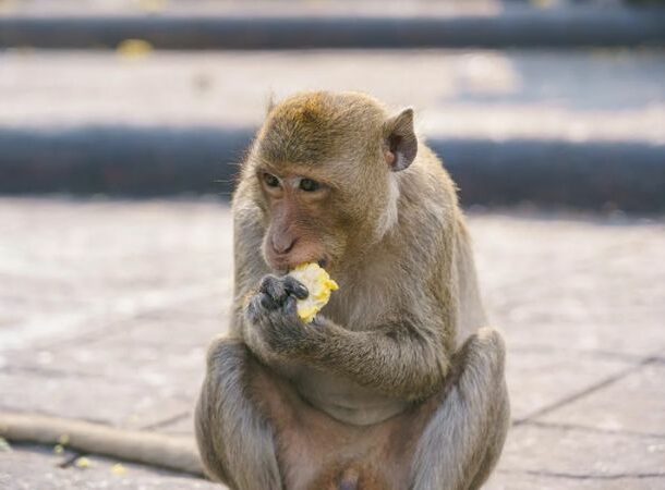 Monkey Eating Corn