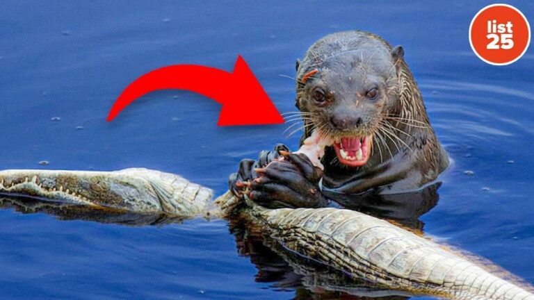 25 Facts Too Bizarre to Be Taught in Class