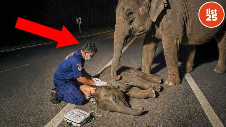 25 Rescue Stories You Wouldn’t Believe If They Weren’t Real