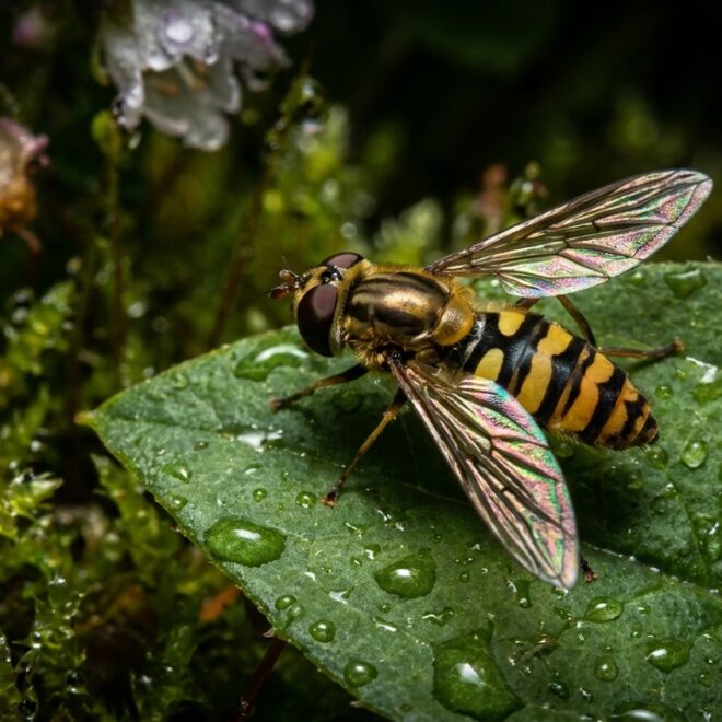The Science of Animal Mimicry: Evolution’s Deceptive Strategies